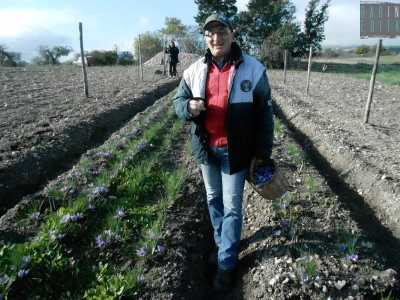Il 51enne Giuseppe Patella, proprietario del campo di zafferano